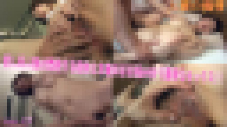 人妻の痴情　ren 25歳　ren　BMG boy meets girl